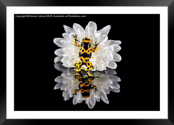 Yellow-banded Poison Dart Frog Framed Mounted Print by Danny Callcut