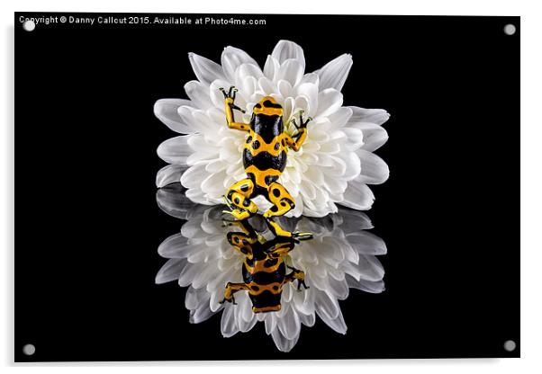 Yellow-banded Poison Dart Frog Acrylic by Danny Callcut