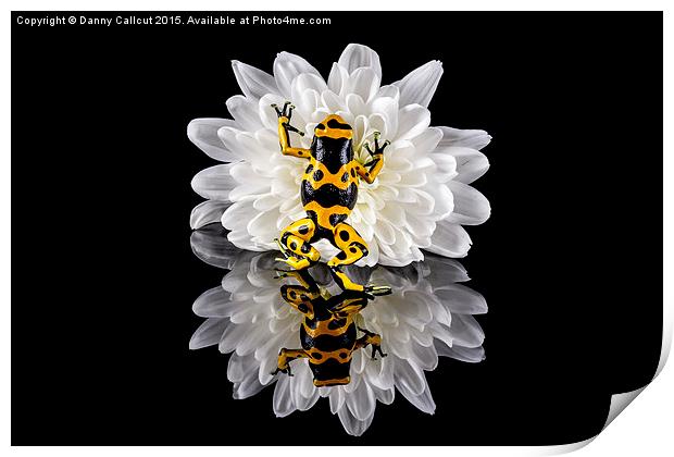 Yellow-banded Poison Dart Frog Print by Danny Callcut