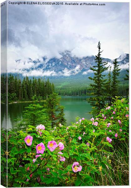 Wild roses in Jasper National Park Canvas Print by ELENA ELISSEEVA