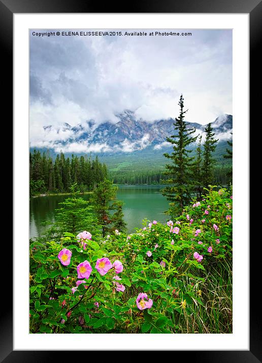 Wild roses in Jasper National Park Framed Mounted Print by ELENA ELISSEEVA