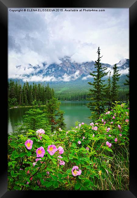 Wild roses in Jasper National Park Framed Print by ELENA ELISSEEVA