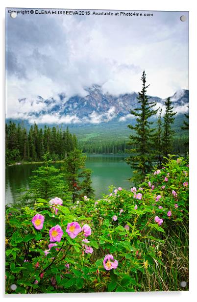 Wild roses in Jasper National Park Acrylic by ELENA ELISSEEVA