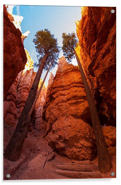 Navajo Loop & Queens Garden Trail Acrylic by Thomas Schaeffer