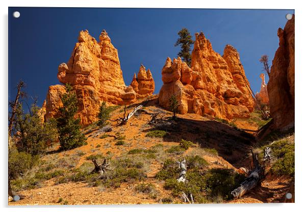 Navajo Loop & Queens Garden Trail Acrylic by Thomas Schaeffer