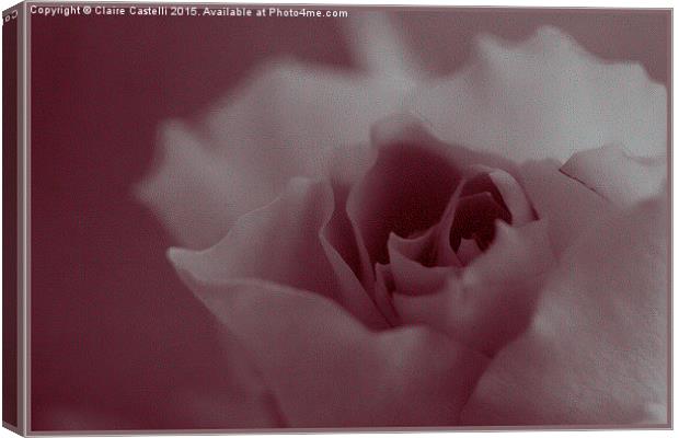 Pink Rose  Canvas Print by Claire Castelli