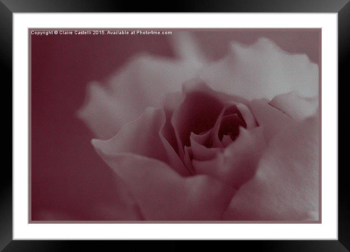 Pink Rose  Framed Mounted Print by Claire Castelli