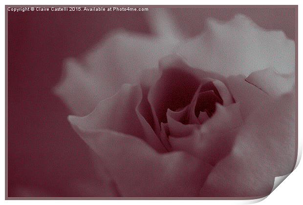 Pink Rose  Print by Claire Castelli