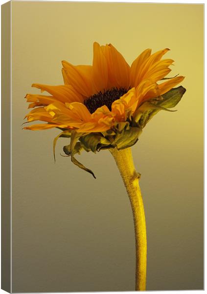 Sunflower 1 Canvas Print by Emma Leech