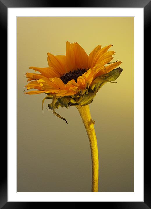 Sunflower 1 Framed Mounted Print by Emma Leech