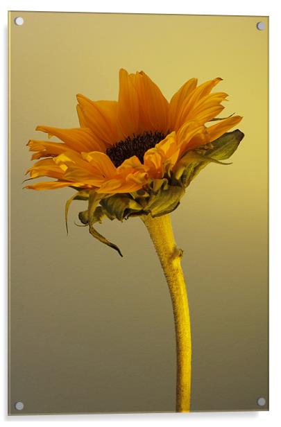 Sunflower 1 Acrylic by Emma Leech