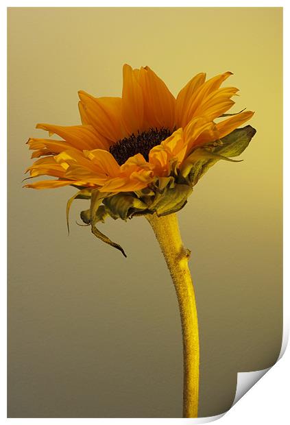 Sunflower 1 Print by Emma Leech