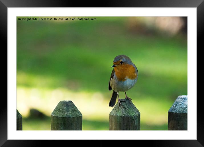 robin on a fence Framed Mounted Print by Jo Beerens