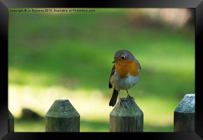 robin on a fence Framed Print by Jo Beerens