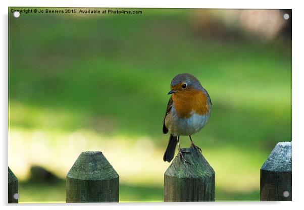 robin on a fence Acrylic by Jo Beerens