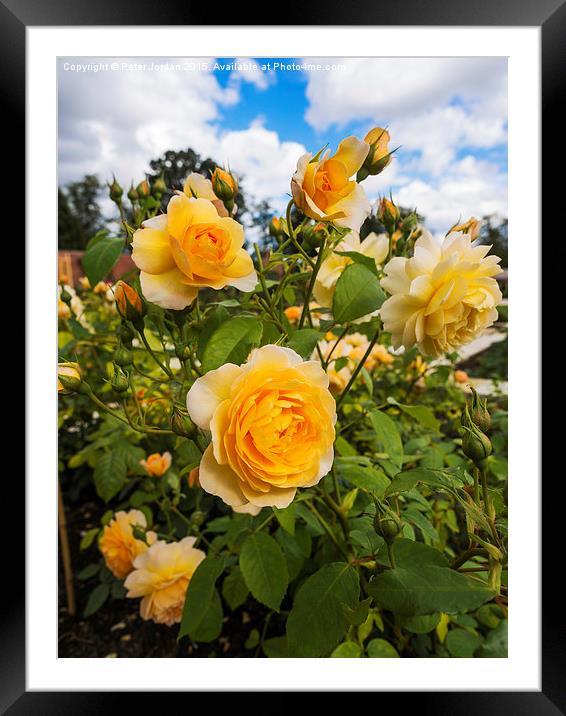  Shrub Rose GRACE fragrant garden flower Framed Mounted Print by Peter Jordan