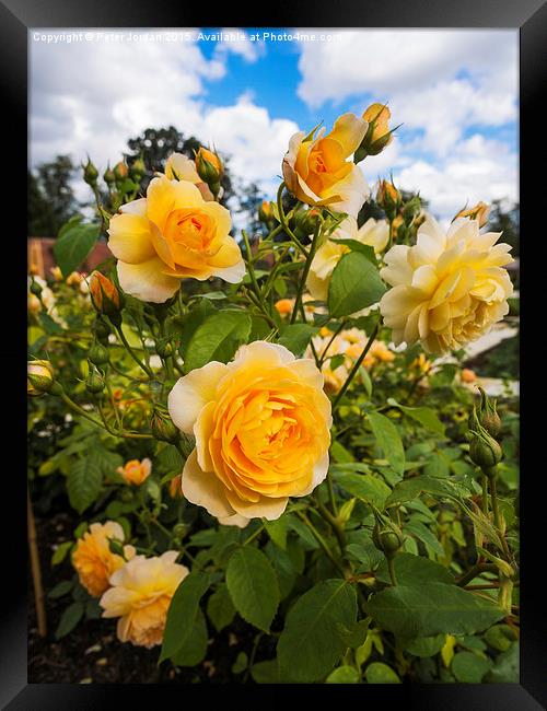  Shrub Rose GRACE fragrant garden flower Framed Print by Peter Jordan