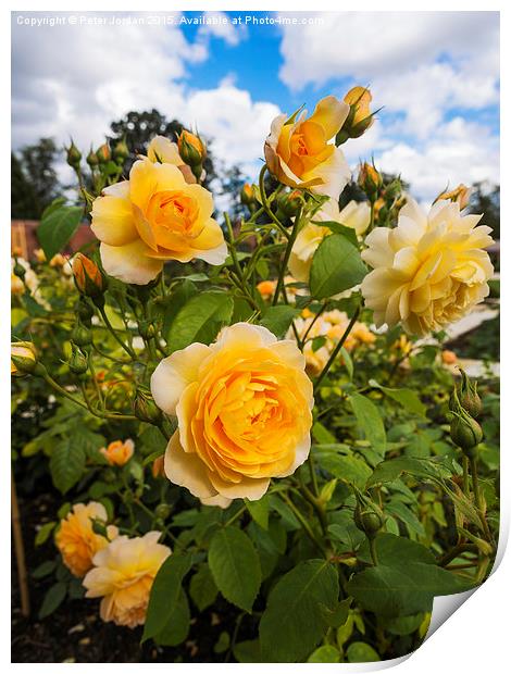  Shrub Rose GRACE fragrant garden flower Print by Peter Jordan