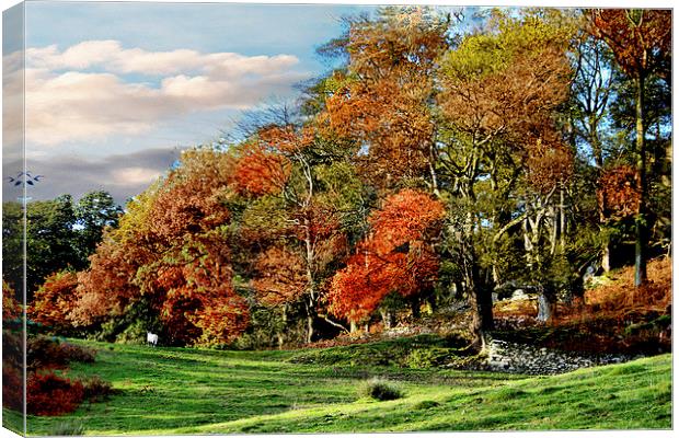 Autumn at Rydal. Canvas Print by Irene Burdell