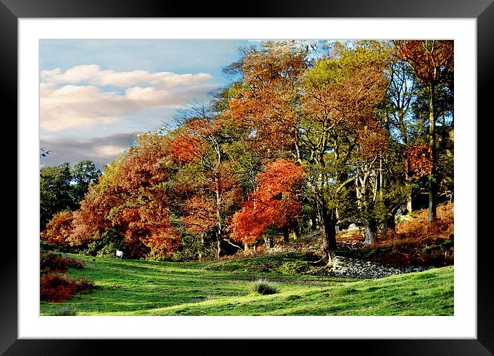 Autumn at Rydal. Framed Mounted Print by Irene Burdell