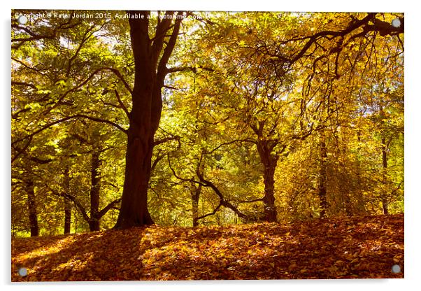  Horse Chestnut Trees Autumn Acrylic by Peter Jordan