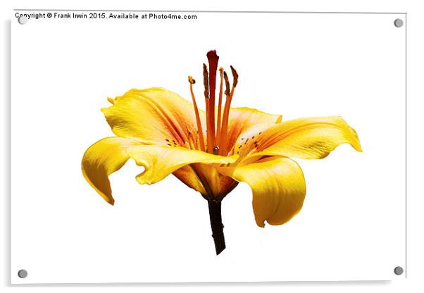  A beautiful yellow Lily head in all its glory Acrylic by Frank Irwin