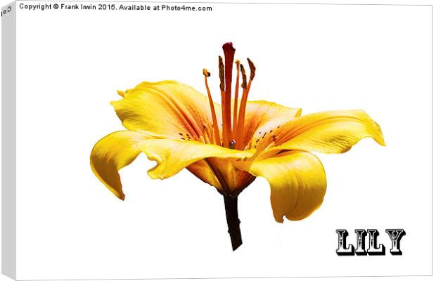 A beautiful yellow Lily head in all its glory   Canvas Print by Frank Irwin