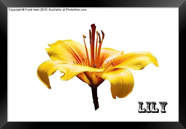 A beautiful yellow Lily head in all its glory   Framed Print by Frank Irwin