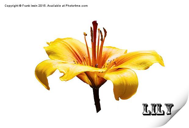 A beautiful yellow Lily head in all its glory   Print by Frank Irwin