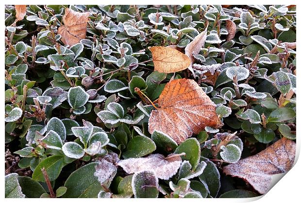  first frost Print by Marinela Feier