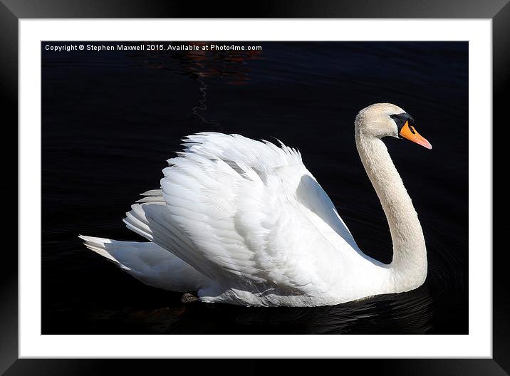 Swan Framed Mounted Print by Stephen Maxwell