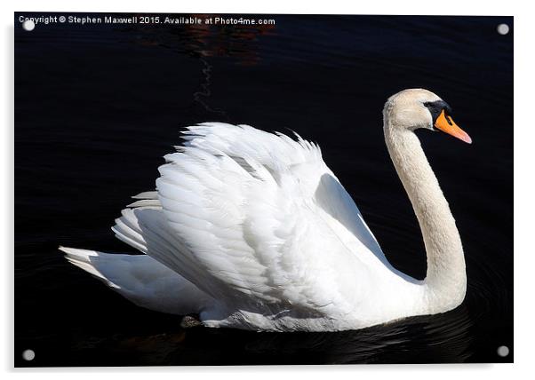 Swan Acrylic by Stephen Maxwell
