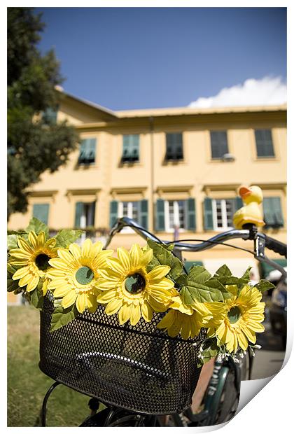 Sunflowers on bike Print by Ian Middleton