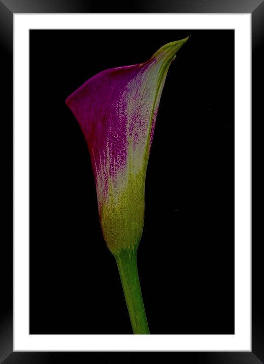 Single Calla Lily  Framed Mounted Print by Sue Bottomley