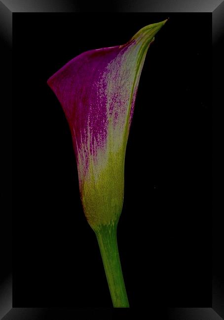 Single Calla Lily  Framed Print by Sue Bottomley
