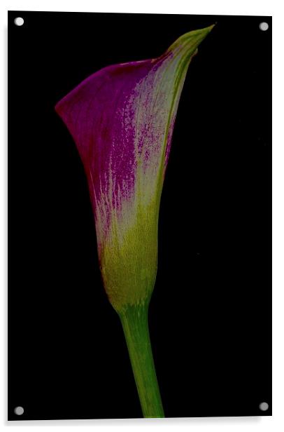 Single Calla Lily  Acrylic by Sue Bottomley
