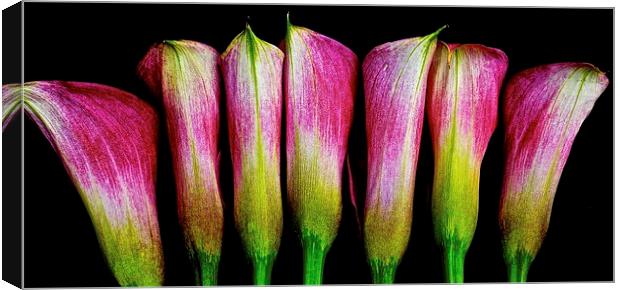 A row of Calla Lilies  Canvas Print by Sue Bottomley