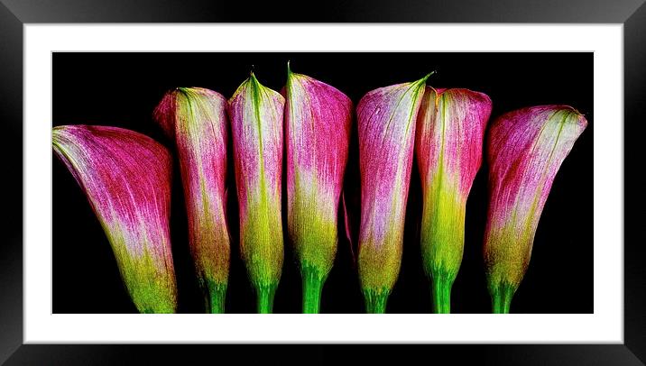 A row of Calla Lilies  Framed Mounted Print by Sue Bottomley