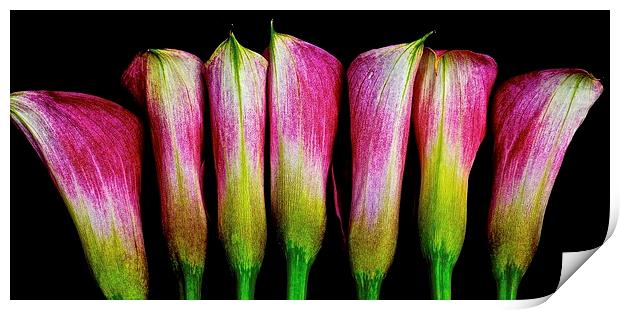 A row of Calla Lilies  Print by Sue Bottomley