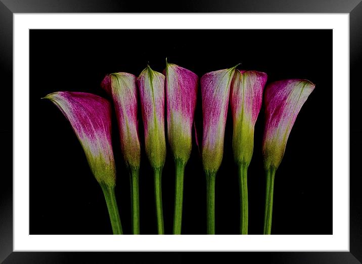  Calla Lilies all in a row Framed Mounted Print by Sue Bottomley