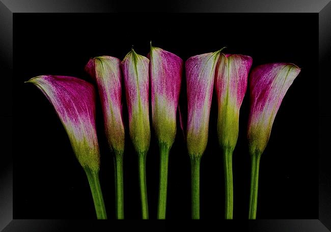  Calla Lilies all in a row Framed Print by Sue Bottomley