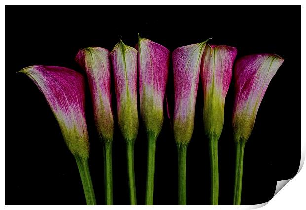  Calla Lilies all in a row Print by Sue Bottomley