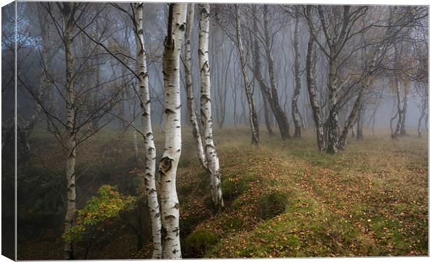  Silver Birch woodland in autumn mist Canvas Print by Andrew Kearton