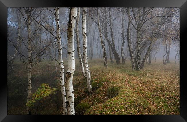  Silver Birch woodland in autumn mist Framed Print by Andrew Kearton