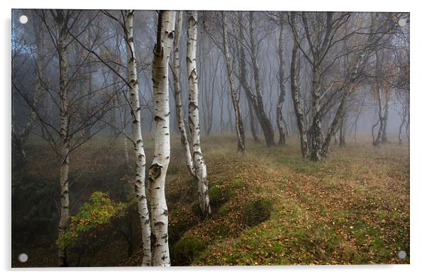 Silver Birch woodland in autumn mist Acrylic by Andrew Kearton