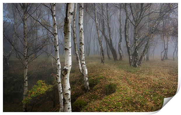  Silver Birch woodland in autumn mist Print by Andrew Kearton