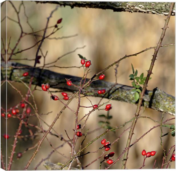 Rosehip in the sunlight Canvas Print by Adrian Bud