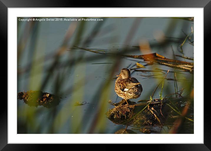 Duck Waiting for Sunset  Framed Mounted Print by Angelo DeVal