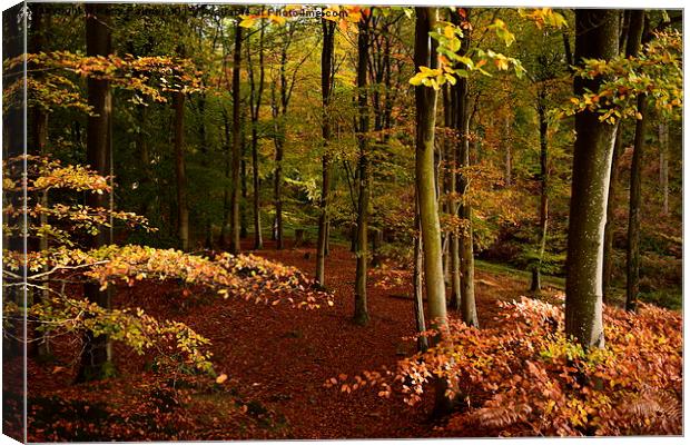  Autumn in the Dean Canvas Print by Kerry Palmer