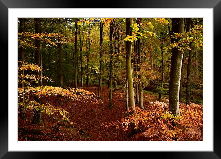  Autumn in the Dean Framed Mounted Print by Kerry Palmer